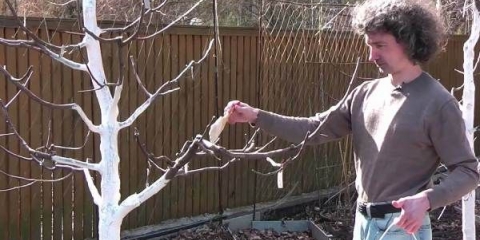 Pravilna njega trešanja u jesen i priprema za zimu